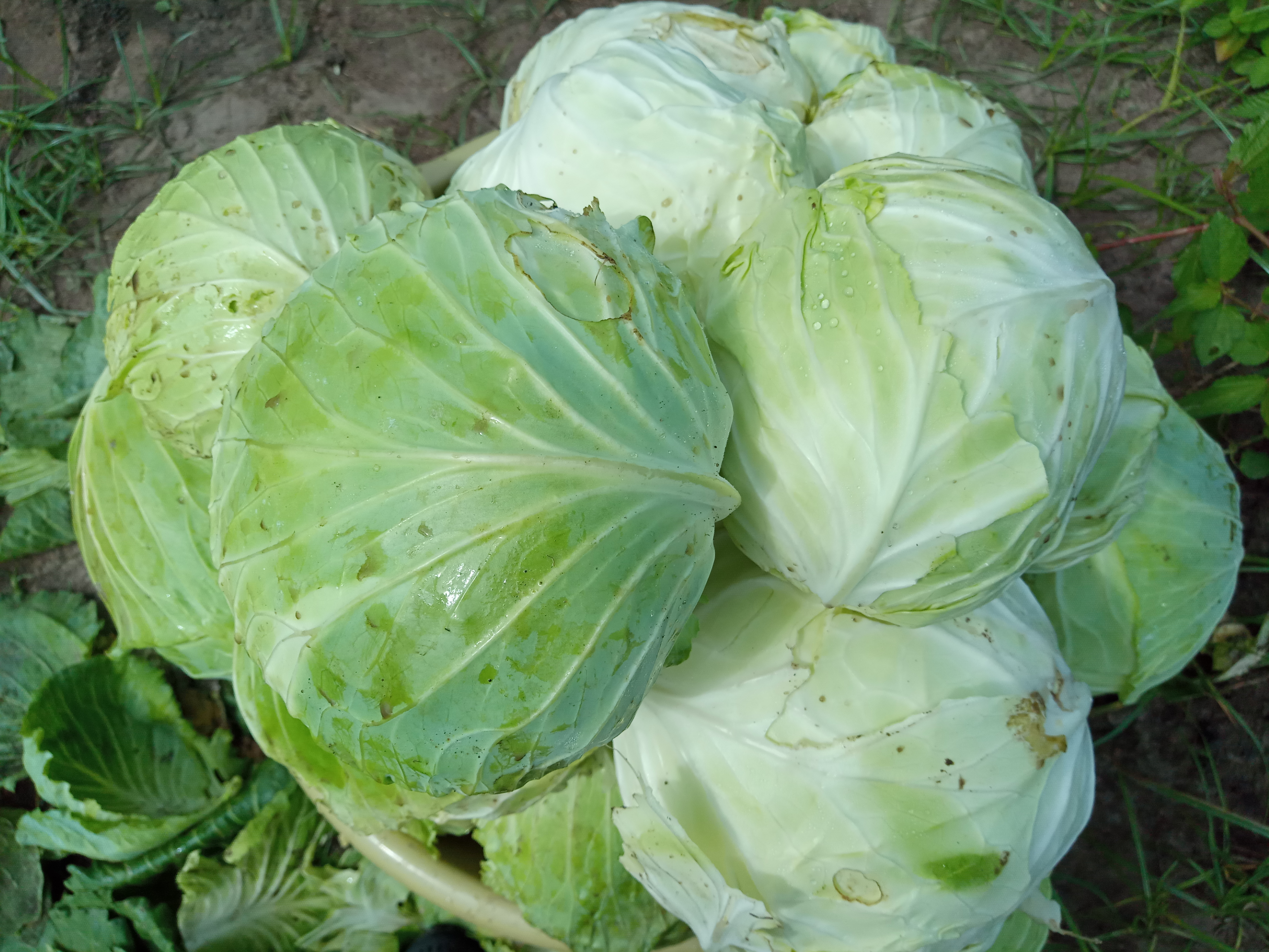 FOOD SECURITY