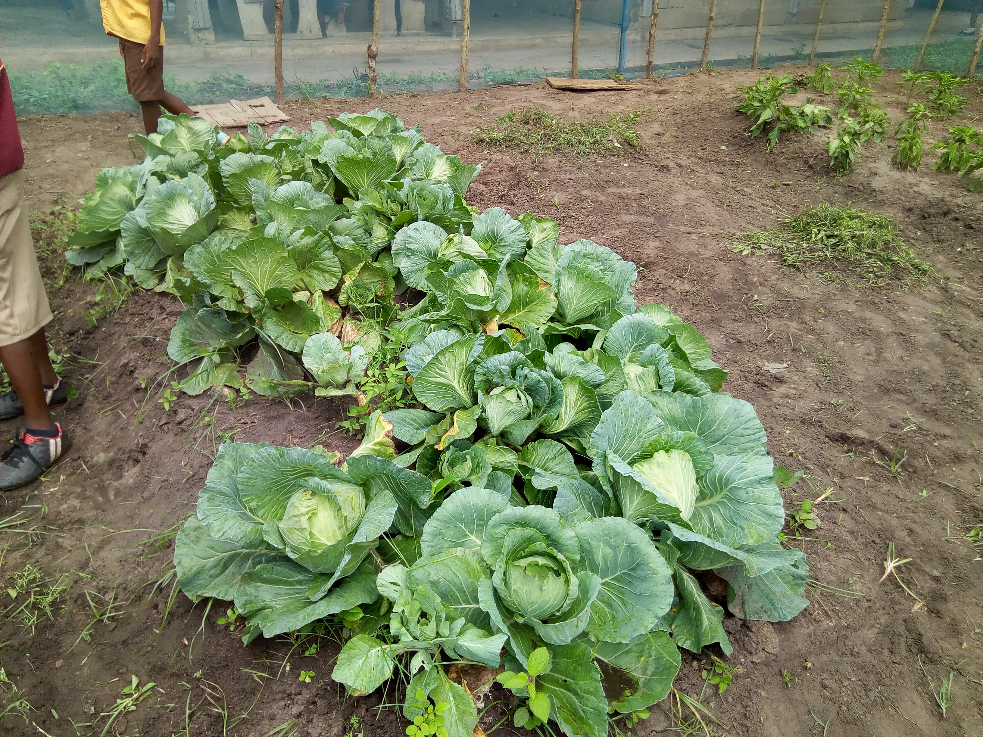 FOOD SECURITY