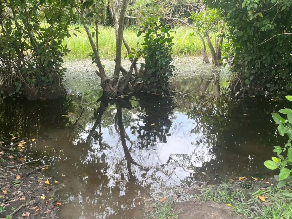 Dawanu Clena Water
